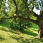 Glendale’s Tree Power Program: Enhancing Energy Efficiency with Shade Trees